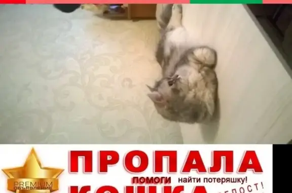 Потерянные животные Нижний Новгород, фото: Пропала кошка Буся в Ленинском р-оне, Н. Новгород