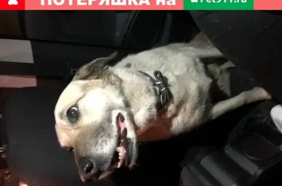 Собака с ошейником найдена около МКАДа и Профсоюзной, Москва