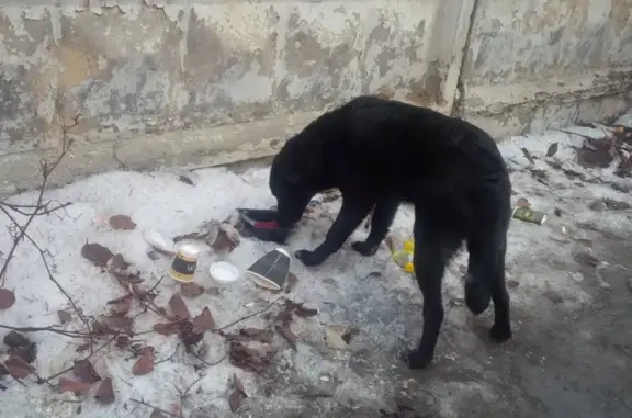 Найден черный щенок на 4-й Магистральной, Москва