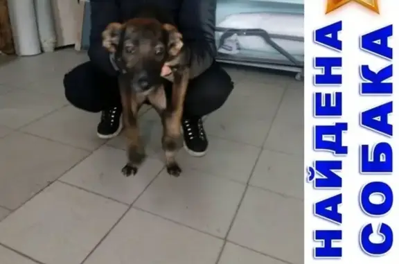 Найдена щенок девочка-красавица в районе Стадион центральный -Швейка