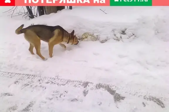 Найдена добрая собака в Снегирах, может пропасть