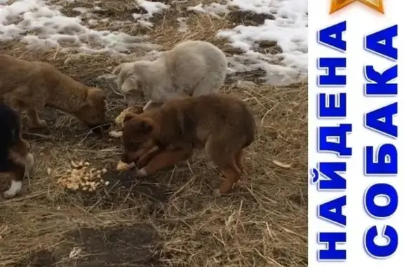 Найдена собака в 7-ом мкрн, ищут дом для 7 щенков