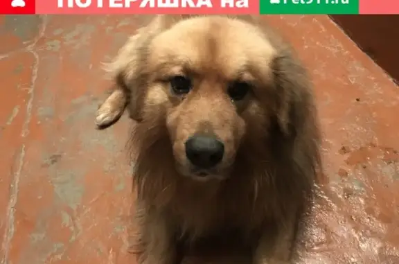 Найдена рыжая собака без ошейника в Ступино