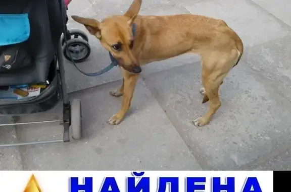 Найдена собака в Нахимовском районе, Севастополь