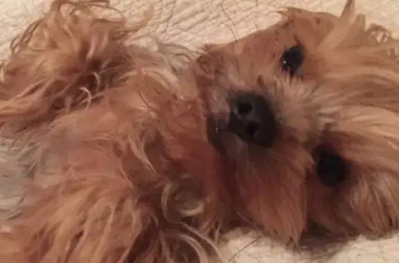 Собаки потеряшки, Москва, фото: Потеряшка собака в Москве, ул. Липовый Парк, 2