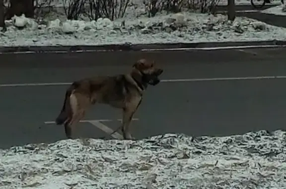 Найдена собака Мальчик-метис в Москве, Ореховый проезд.