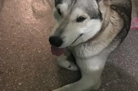 Найдена собака на микрорайоне Снегири, Новосибирск