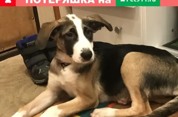 Найдена ласковая собака с тремя ошейниками в Подольске