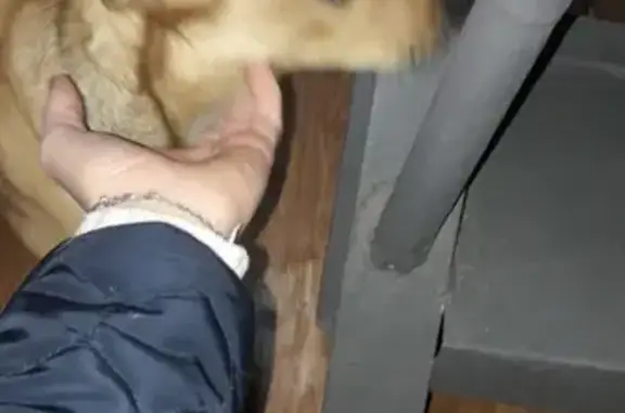 Найдена собака на улице Королёва, Красноярск