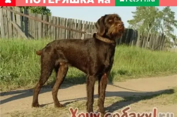 Пропала собака в Весьегонском районе - ищем Лялю, дратхаар коричневого цвета