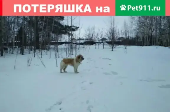 Собака найдена в Зимёнках, Кстовский район, ищет хозяев.