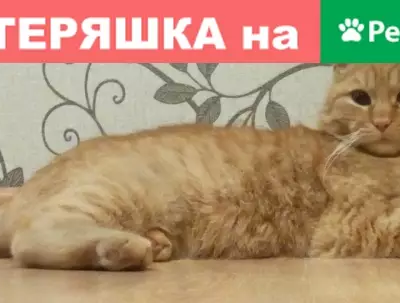 Найдена кошка в Калуге