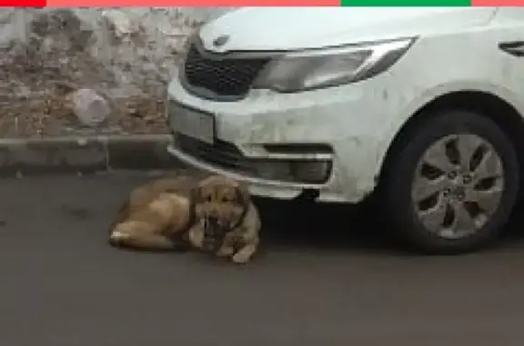 Найдена собака в Южном округе Москвы
