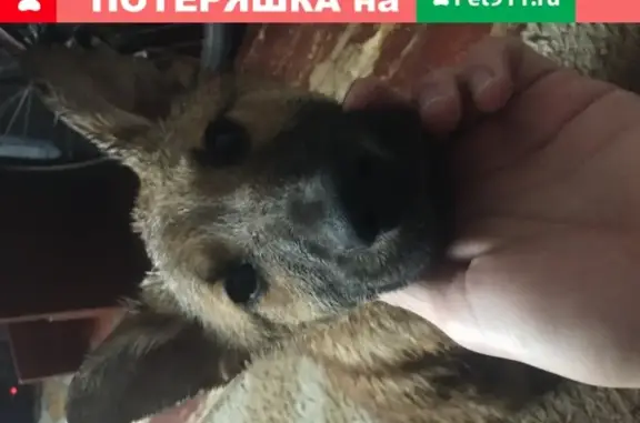 Пропала собака в Псковском районе