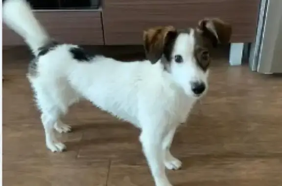 Найдена собака в Новосибирске - помогите найти ей дом!