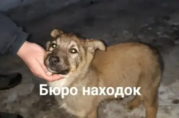 Найден щенок в Архангельске, ищем передержку