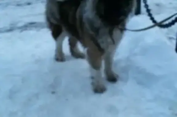Найдена собака в Комсомольском-Окуловском, ищем старых хозяев!