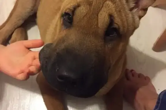 Собаки потеряшки, Тверь, фото: Потеряшка собака на ул. Фадеева в Твери