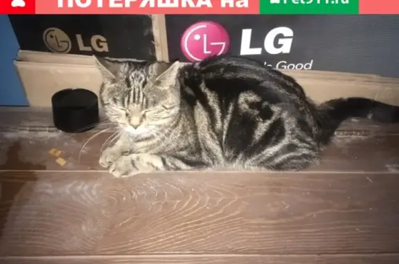 Найдена породистая кошка в Тюмени - помогите приютить!