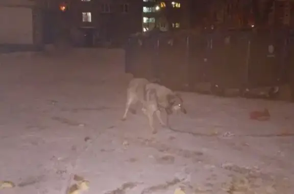 Собака найдена на ул. Ньютона, 40 в Ярославле.
