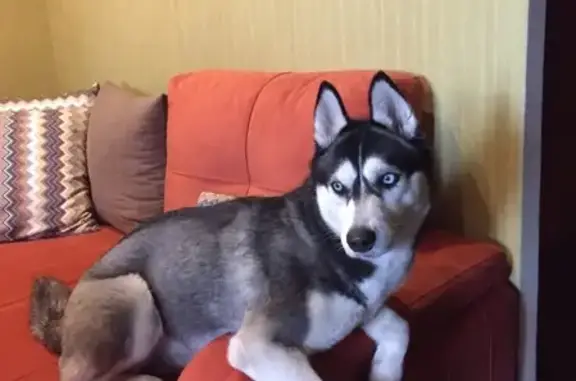 Собаки потеряшки, Нижний Новгород, фото: Потеряшка собака Хаски в Нижегородской области