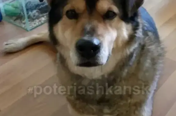 Найдена собака на ул. Красная Сибирь 107 в Бердске