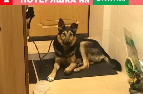 Найдена собака в Иваново, ищем хозяев!