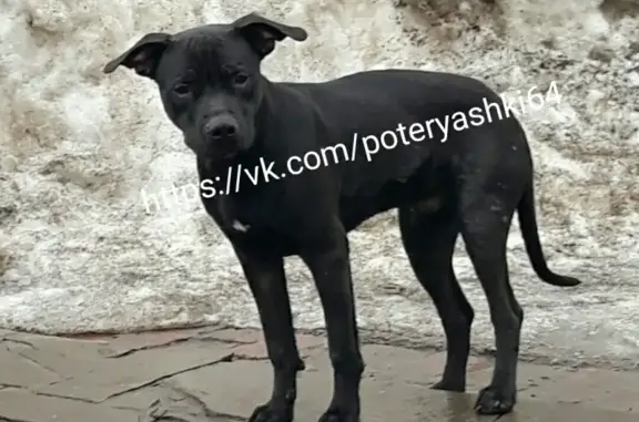 Найдена собака в Саратове на ул. Новоузенской и Большой Садовой