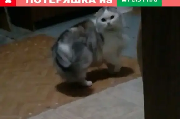 Найдена кошка на Сенюкова 47 и ул.Держинского,д.9