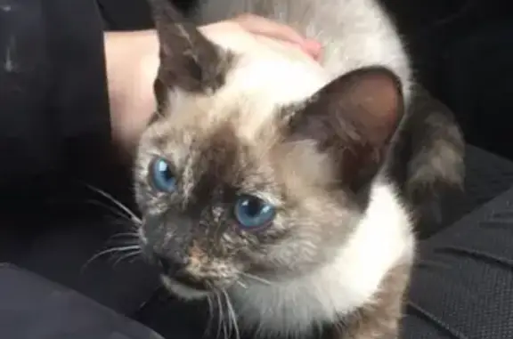 Найдена кошка возле жк Экодолье в Оренбурге