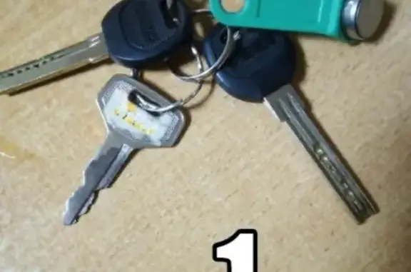 Объявления о пропавших и найденных животных, Брод, фото: Пропала кошечка Джина в Пермском крае