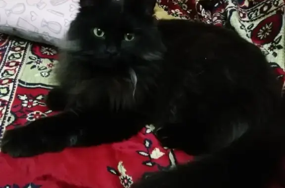 Объявления о пропавших и найденных животных, Новатор, фото: Пропала кошка Фуфа в поселке Новатор