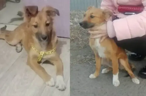 Пропала собака на улице Баляева