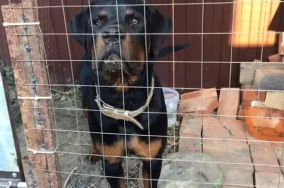 Пропала собака Зевс в Батайске