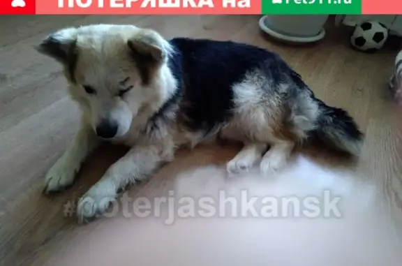 Найдена собака на ул. Калинина, тел: Лариса