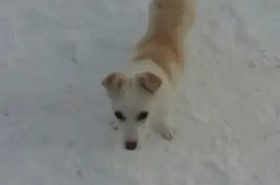 Пропал белый щенок в Мамадыше, Татарстан