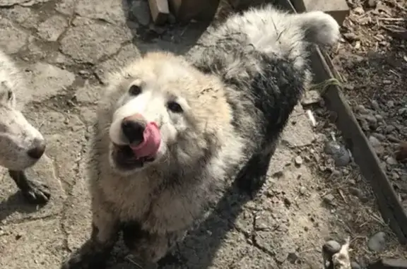 Пропала собака в Шушенском районе