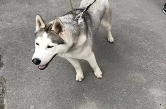 Найдена собака на пл. Карла Макса, Ростов-на-Дону