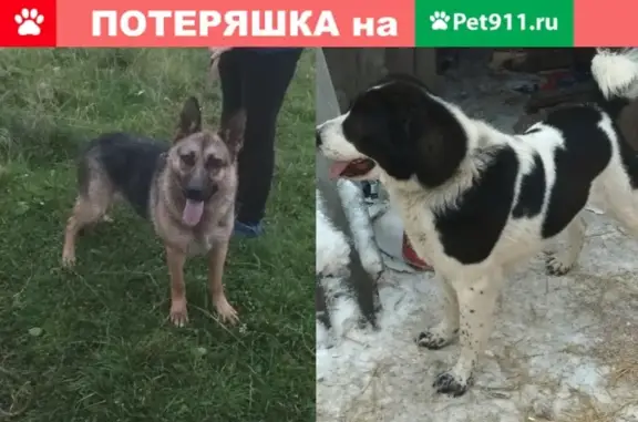 Пропали две собаки в Больших Брусянах, Свердловская область