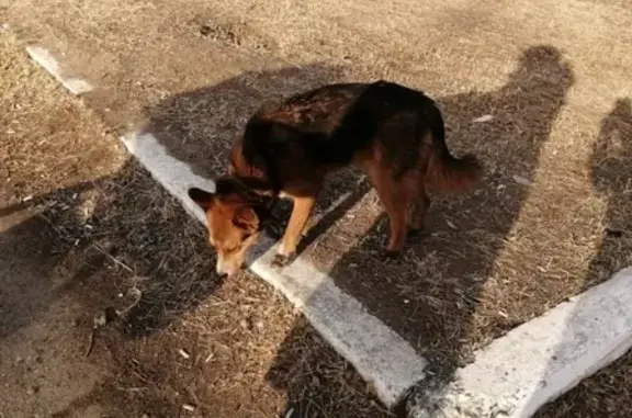 Потерян пёс на КСК в Чите