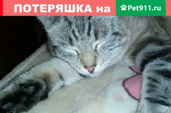 Пропала кошка на улице Юбилейная, Кирова.