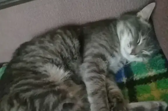 Кошки потеряшки, Тольятти, фото: Потеряшка кошка на ул. Советская 89