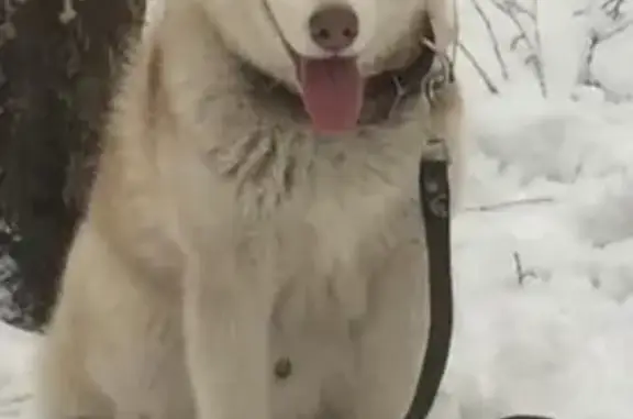 Пропала собака в Ставрополе, район Таманского леса, вознаграждение!