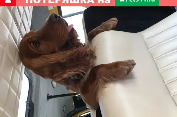 Собаки потеряшки, станица Александрийская, фото: Потеряшка собака в Ставропольском крае