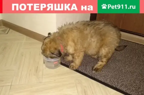 Найден щенок на ул. Шереметьевская