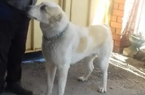 Собака найдена в Горной Поляне, ищем хозяев.