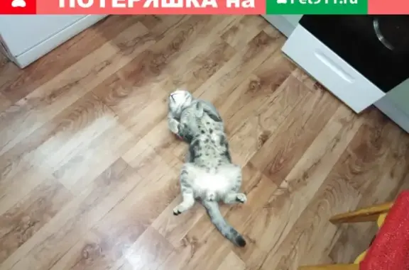 Пропал кот Барсик в Ноябрьске, Россия