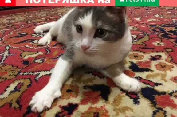 Пропала кошка в Чкаловске, Нижегородская обл.