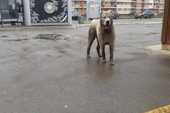 Найдена собака в районе Авигородок, Краснодар