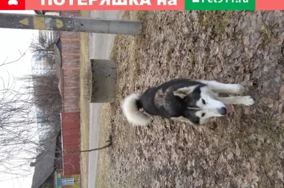 Потерянная крупная собака возле 10 школы в Речице